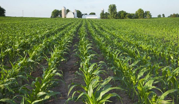 ভূট্টার চাষ পদ্ধতি  ও মাঠ ব্যাবস্থাপনা