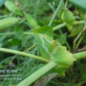 মটরশুঁটির পাতা সুড়ঙ্গকারী পোকা