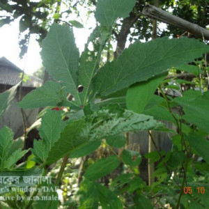 ঢেঁড়শের পাতা মোড়ানো পোকা